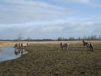 NL, Flevoland, Lelystad, Oostvaardersplassen 84, Saxifraga-Willem van Kruijsbergen