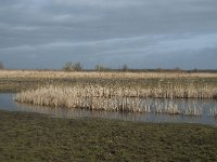 NL, Flevoland, Lelystad, Oostvaardersplassen 88, Saxifraga-Willem van Kruijsbergen