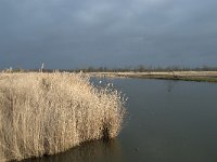 NL, Flevoland, Lelystad, Oostvaardersplassen 91, Saxifraga-Willem van Kruijsbergen