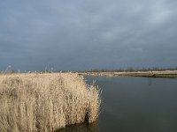 NL, Flevoland, Lelystad, Oostvaardersplassen 96, Saxifraga-Willem van Kruijsbergen