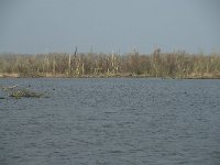 NL, Flevoland, Lelystad, Oostvaardersplassen 97, Saxifraga-Willem van Kruijsbergen