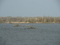 NL, Flevoland, Lelystad, Oostvaardersplassen 98, Saxifraga-Willem van Kruijsbergen