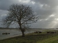 NL, Noord-Brabant, Altena, Galeiwaard 8, Saxifraga-Jan van der Straaten