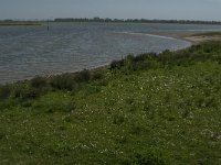 NL, Noord-Brabant, Altena, Oude Pannekoek 1, Saxifraga-Jan van der Straaten