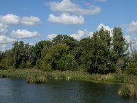 NL, Noord-Brabant, Altena, Polder Maltha 20, Saxifraga-Jan van der Straaten