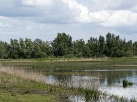 NL, Noord-Brabant, Drimmelen, Polder Lange Plaat 17, Saxifraga-Willem van Kruijsbergen