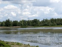 NL, Noord-Brabant, Drimmelen, Polder Lange Plaat 25, Saxifraga-Willem van Kruijsbergen