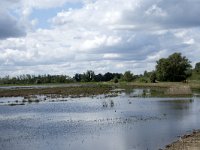 NL, Noord-Brabant, Drimmelen, Polder Lange Plaat 31, Saxifraga-Willem van Kruijsbergen