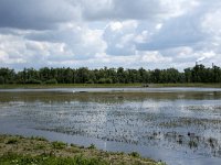 NL, Noord-Brabant, Drimmelen, Polder Lange Plaat 32, Saxifraga-Willem van Kruijsbergen