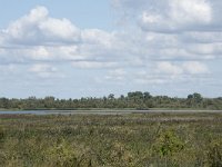 NL, Noord-Brabant, Drimmelen, Steurgat, Polder Moordplaat 1, Saxifraga-Willem van Kruijsbergen