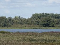 NL, Noord-Brabant, Drimmelen, Steurgat, Polder Moordplaat 5, Saxifraga-Willem van Kruijsbergen