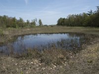 NL, Noord-Brabant, Goirle, Landgoed De Hoevens 17, Saxifraga-Willem van Kruijsbergen