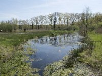 NL, Noord-Brabant, Goirle, Landgoed De Hoevens 20, Saxifraga-Willem van Kruijsbergen