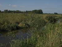 NL, Noord-Brabant, Hilvarenbeek, Reusel 1, Saxifraga-Jan van der Straaten