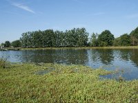 NL, Noord-Brabant, Loon op Zand, Huis ter Heide 12, Saxifraga-Willem van Kruijsbergen