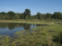 NL, Noord-Brabant, Loon op Zand, Huis ter Heide 13, Saxifraga-Willem van Kruijsbergen