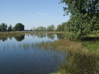 NL, Noord-Brabant, Loon op Zand, Huis ter Heide 4, Saxifraga-Willem van Kruijsbergen