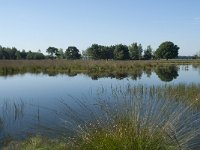 NL, Noord-Brabant, Loon op Zand, Huis ter Heide 6, Saxifraga-Willem van Kruijsbergen