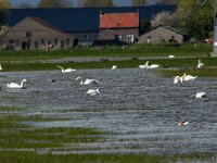 NL, Noord-Brabant, Lith, Marense eendenkooi 3, Saxifraga-Jan van der Straaten