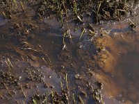 NL, Noord-Brabant, Oisterwijk, De Gement 5, Saxifraga-Jan van der Straaten