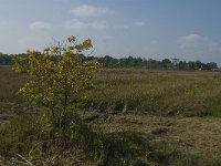 NL, Noord-Brabant, Oisterwijk, De Gement 8, Saxifraga-Jan van der Straaten