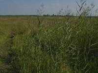 NL, Noord-Brabant, Oisterwijk, Den Opslag 19, Saxifraga-Jan van der Straaten