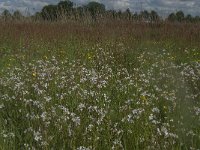 NL, Noord-Brabant, Oisterwijk, Helsbroek 1, Saxifraga-Jan van der Straaten