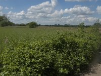 NL, Noord-Brabant, Oisterwijk, Helsbroek 10, Saxifraga-Jan van der Straaten