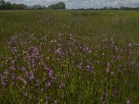 NL, Noord-Brabant, Oisterwijk, Helsbroek 6, Saxifraga-Jan van der Straaten