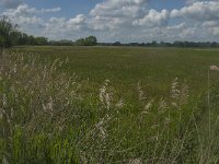 NL, Noord-Brabant, Oisterwijk, Helsbroek 9, Saxifraga-Jan van der Straaten