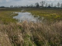 NL, Noord-Brabant, Oisterwijk, Kasteeldreef 1, Saxifraga-Jan van der Straaten