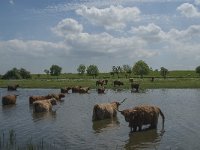 NL, Noord-Brabant, Steenbergen, Botkreek 6, Saxifraga-Jan van der Straaten