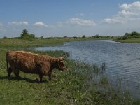 NL, Noord-Brabant, Steenbergen, Botkreek 8, Saxifraga-Jan van der Straaten