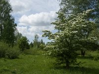 NL, Noord-Brabant, Steenbergen, Dintelse Gorzen 23, Saxifraga-Jan van der Straaten