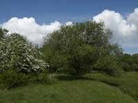 NL, Noord-Brabant, Steenbergen, Dintelse Gorzen 27, Saxifraga-Jan van der Straaten