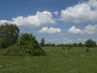 NL, Noord-Brabant, Steenbergen, Dintelse Gorzen 30, Saxifraga-Jan van der Straaten