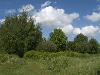 NL, Noord-Brabant, Steenbergen, Dintelse Gorzen 34, Saxifraga-Jan van der Straaten