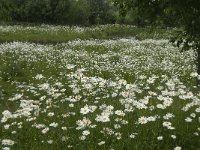 NL, Noord-Brabant, Steenbergen, Vlietdijk 3, Saxifraga-Jan van der Straaten