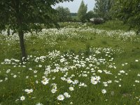 NL, Noord-Brabant, Steenbergen, Vlietdijk 7, Saxifraga-Jan van der Straaten