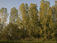 NL, Noord-Brabant, Waalwijk, De Dullaard 20, Saxifraga-Jan van der Straaten