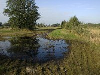 NL, Noord-Brabant, Waalwijk, Labbegat 12, Saxifraga-Jan van der Straaten