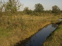 NL, Noord-Brabant, Waalwijk, Labbegat 14, Saxifraga-Jan van der Straaten