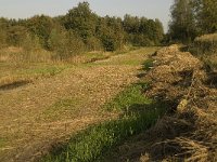 NL, Noord-Brabant, Waalwijk, Labbegat 17, Saxifraga-Jan van der Straaten