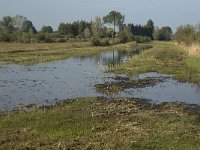 NL, Noord-Brabant, Waalwijk, Labbegat 6, Saxifraga-Jan van der Straaten