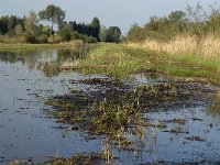 NL, Noord-Brabant, Waalwijk, Labbegat 8, Saxifraga-Jan van der Straaten