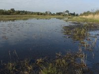 NL, Noord-Brabant, Waalwijk, Labbegat 9, Saxifraga-Jan van der Straaten