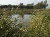 NL, Noord-Brabant, Waalwijk, Meerdijksche Driessen 4, Saxifraga-Jan van der Straaten