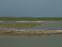 NL, Noord-Holland, Texel, Utopia 2, Saxifraga-Willem van Kruijsbergen