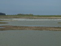 NL, Noord-Holland, Texel, Utopia 6, Saxifraga-Willem van Kruijsbergen