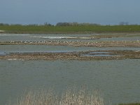 NL, Noord-Holland, Texel, Utopia 7, Saxifraga-Willem van Kruijsbergen